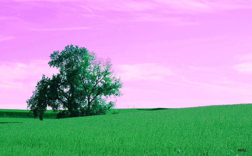 Vibrant landscape with a lone tree
